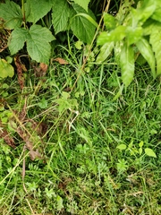 Pholidoptera griseoaptera