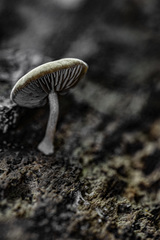 Pluteus semibulbosus