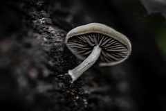 Pluteus semibulbosus