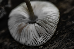 Pluteus semibulbosus