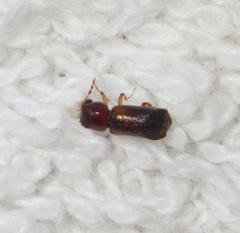 Scobicia chevrieri