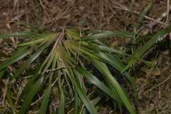 Dianella caerulea assera