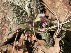 Pedicularis centranthera