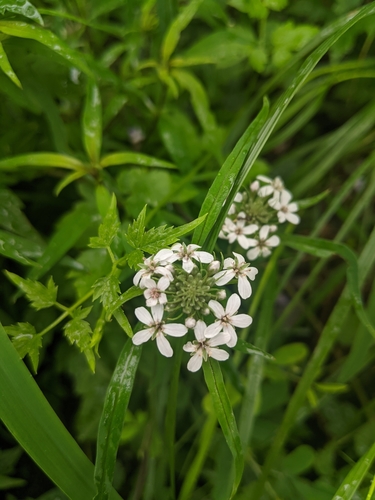Lysimachia pentapetala, photograph 6