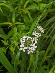 Lysimachia pentapetala