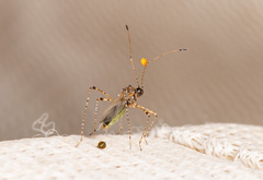 Gampsocoris punctipes