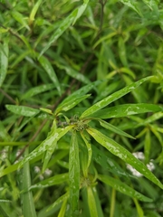 Lysimachia pentapetala