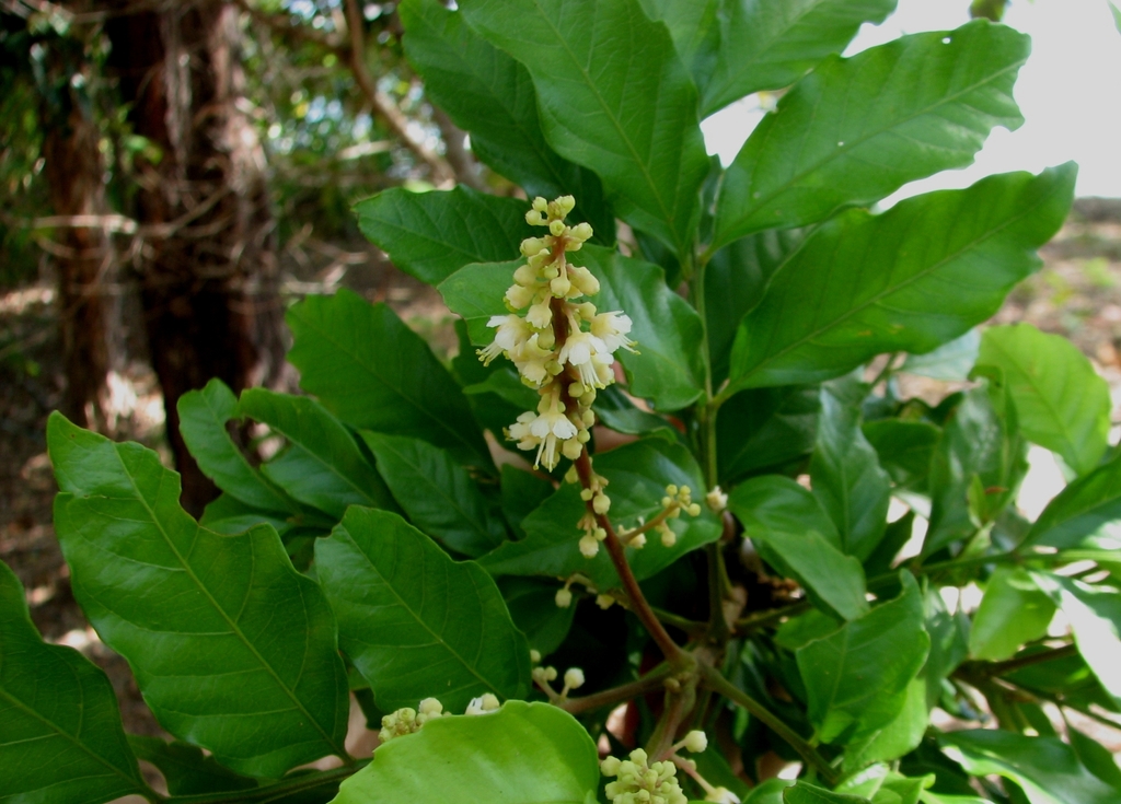Toechima