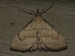 Macrochilo litophora