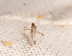 Gampsocoris punctipes