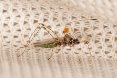 Gampsocoris punctipes