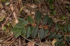 Pilidiostigma glabrum