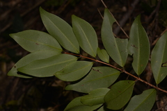 Pilidiostigma glabrum