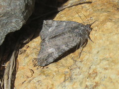 Litocala sexsignata