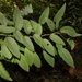 Triadica cochinchinensis - Photo (c) loupok, algunos derechos reservados (CC BY-NC-ND)