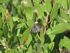 Litocala sexsignata