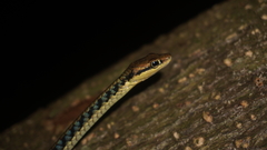 Dendrelaphis haasi