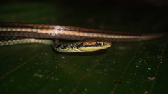 Dendrelaphis haasi