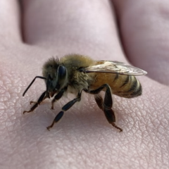 Apis mellifera