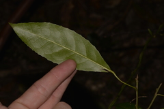 Croton verreauxii