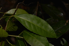 Croton verreauxii