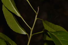 Croton verreauxii