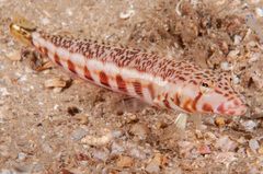 Parapercis stricticeps