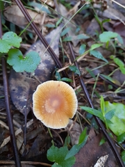 Rhodocollybia incarnata