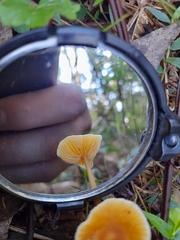 Rhodocollybia incarnata