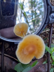 Rhodocollybia incarnata