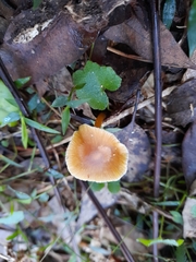 Rhodocollybia incarnata