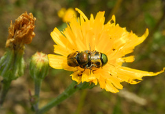 Cryptocephalus laetus