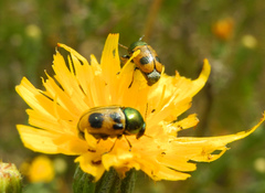 Cryptocephalus laetus