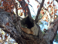 Eucalyptus marginata marginata