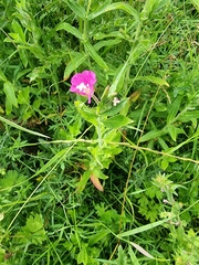 Epilobium hirsutum