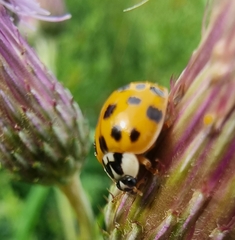 Harmonia axyridis