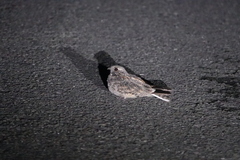 Caprimulgus affinis stictomus