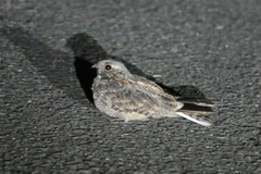 Caprimulgus affinis stictomus