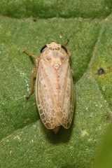 Allygidius abbreviatus