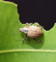 Catasarcus rugulosus