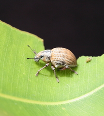 Catasarcus rugulosus