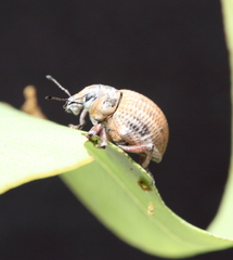 Catasarcus rugulosus