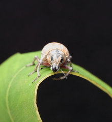 Catasarcus rugulosus