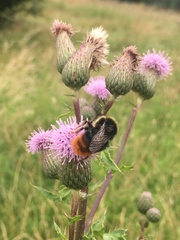 Bombus