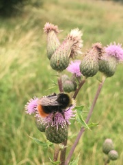 Bombus