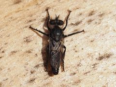 Cyrtopogon lateralis