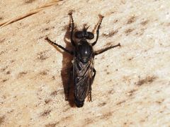 Cyrtopogon lateralis