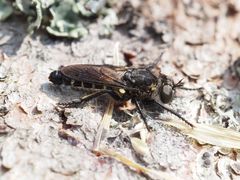 Cyrtopogon lateralis