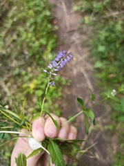 Veronica longifolia