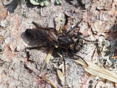 Cyrtopogon lateralis